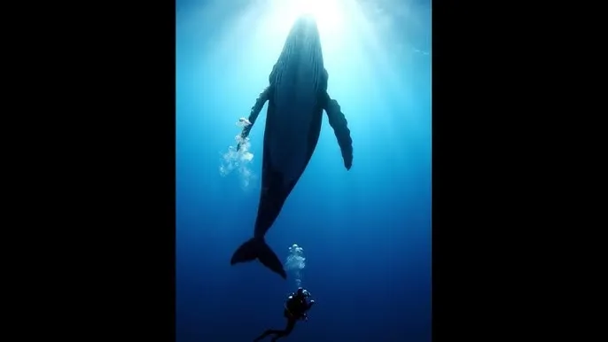 我家教授是秦守 - 深蓝星球：探索海洋深处的未知世界